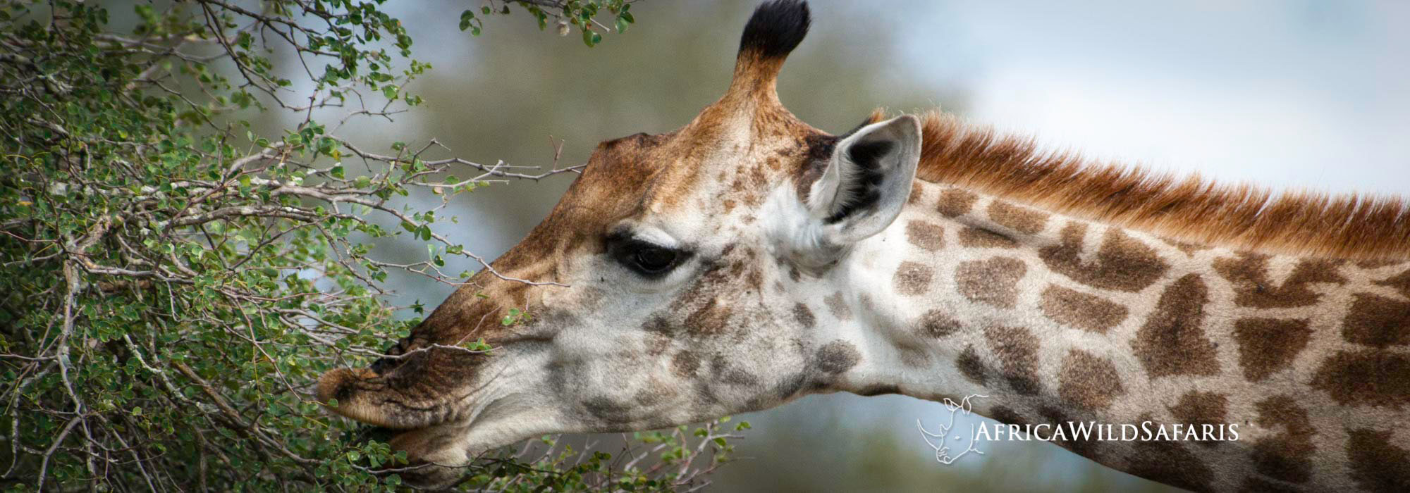 Guided safari with photographer host
